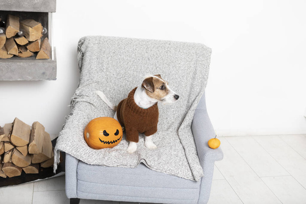 Adorable perro en traje para Halloween sentado en el sillón cerca de la calabaza - Foto, imagen