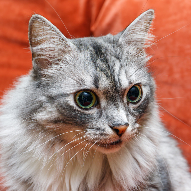 portrait of a norwegian cat - Photo, Image