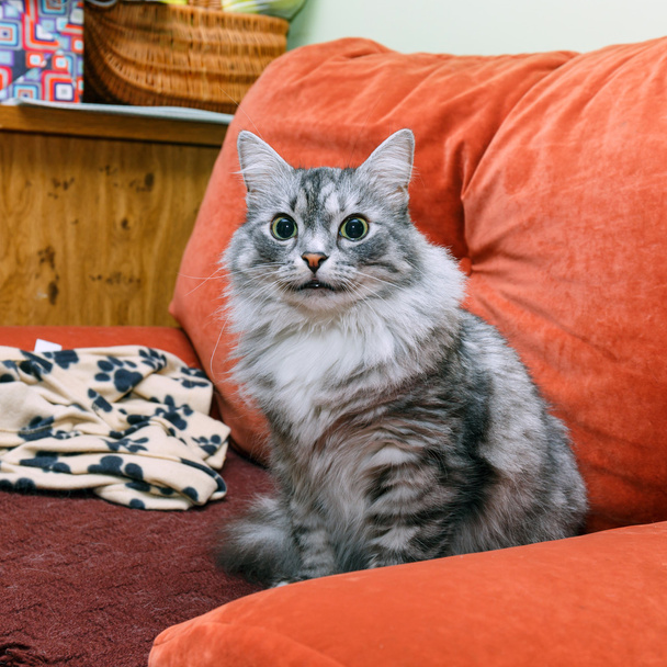 portrait of a norwegian cat - Photo, Image