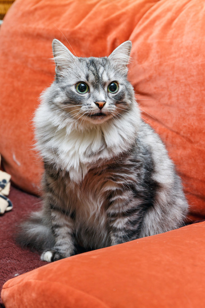 портрет Норвезька кішка - Фото, зображення