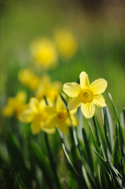 schöne gelbe Narzisse im Frühlingsgarten - Foto, Bild