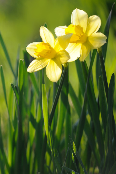Красиві жовті нарциси на весняному сонці
 - Фото, зображення