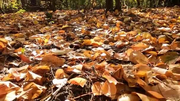  Proteínas y nueces. Ardilla en el bosque de otoño. La ardilla roja esconde nueces en el bosque para el invierno. - Metraje, vídeo