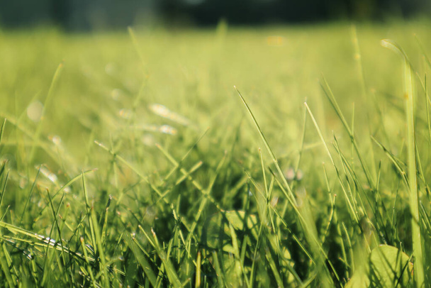 Parkta güneşli bir yaz gününde taze yeşil çimen. Bahar arka planı. Yaz baharı mükemmel doğal manzara - Fotoğraf, Görsel