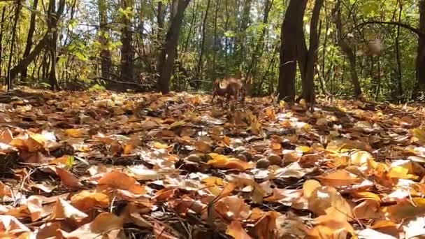  Eiweiß und Nüsse. Eichhörnchen im Herbstwald. Das rote Eichhörnchen versteckt Nüsse im Wald für den Winter. - Filmmaterial, Video