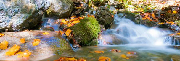 fluxo de água na floresta, paisagem de outono. água em câmara lenta - Foto, Imagem