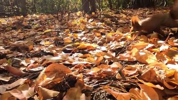  Eiwit en noten. Eekhoorn in het herfstbos. De rode eekhoorn verbergt noten in het bos voor de winter. - Video