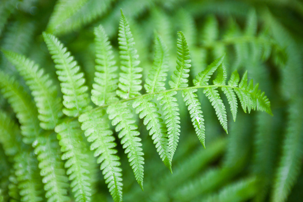 Tallos y hojas de helecho verde - Foto, imagen