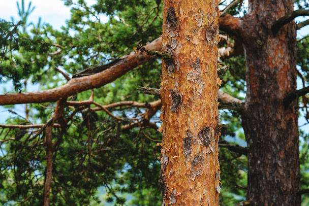 Pine wood tree trunk in Zlatibor forest, selective focus - Foto, Imagem