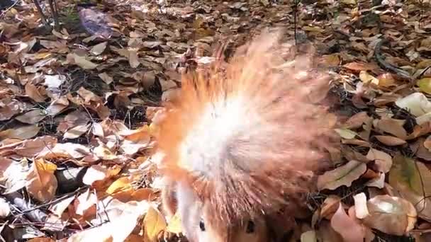  Fehérje és mogyoró. Mókus az őszi erdőben. A vörös mókus diót rejteget az erdőben télen.. - Felvétel, videó