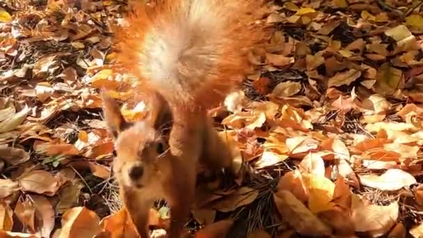  Πρωτεΐνη και καρύδια. Σκίουρος στο φθινοπωρινό δάσος. Ο κόκκινος σκίουρος κρύβει καρύδια στο δάσος για το χειμώνα. - Πλάνα, βίντεο