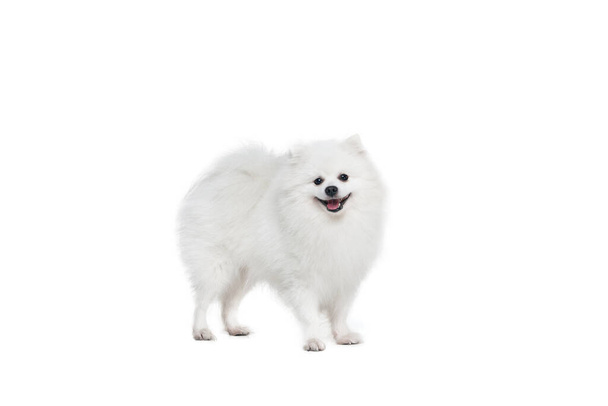 Portrait of beautiful fluffy white pomeranian spitz isolated on white background. Concept of breed domestic animal. health care, vet. Pet looks happy, healthy and active. Copy space for ad - Foto, Imagem