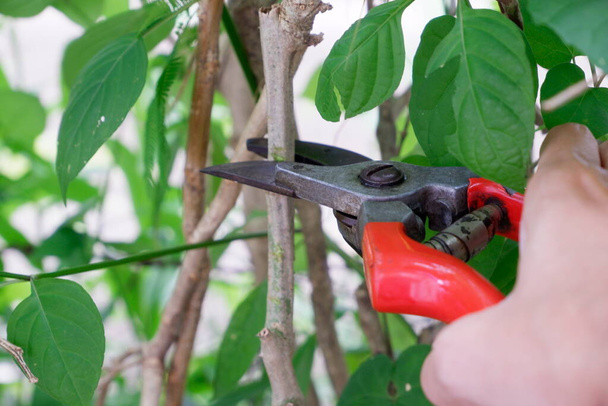 Right hand cut branches with pruning shears - Foto, Bild