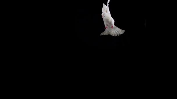 Witte vogel fladderende - Video