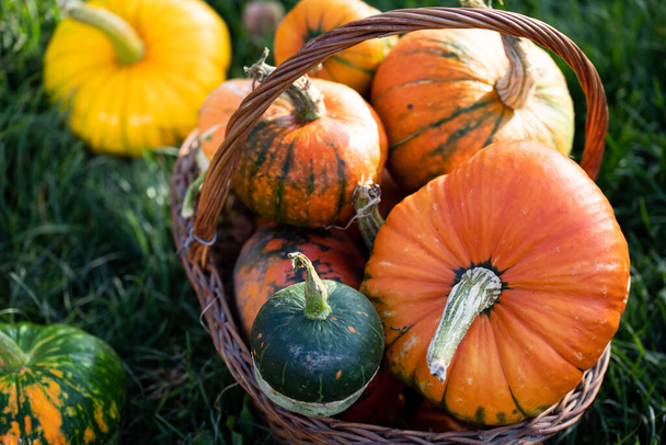 autumn decorative pumpkins. Thanksgiving or Halloween holiday  harvest concept.  - Photo, Image