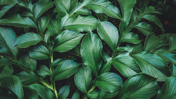 tropisch blad, abstracte groene textuur, natuur achtergrond Groene bladeren patroon achtergrond, - Foto, afbeelding