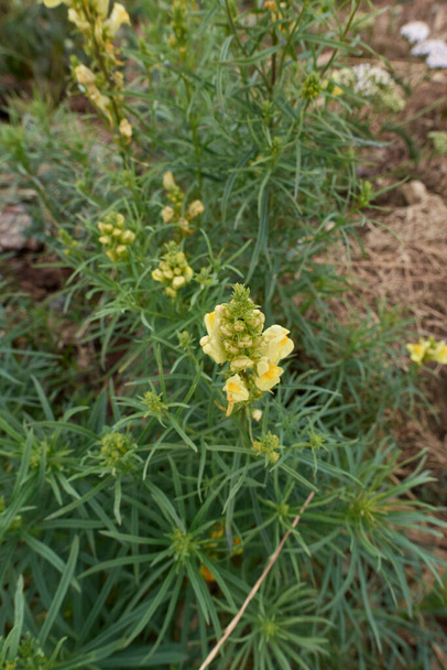 Linaria vulgaris sarı ve turuncu cilt bakımı - Fotoğraf, Görsel