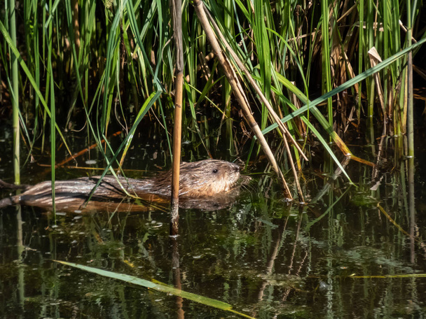 The muskrat (Ondatra zibethicus) - medium-sized semiaquatic rodent covered with short, thick fur of medium to dark brown color swimming in the water - Photo, Image