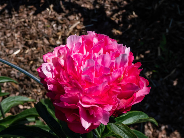 Peonia (Paeonia lactiflora) Fioritura 'Joker' con ricchi fiori doppi rosa con un rossore di sfumature lilla al colore in estate - Foto, immagini