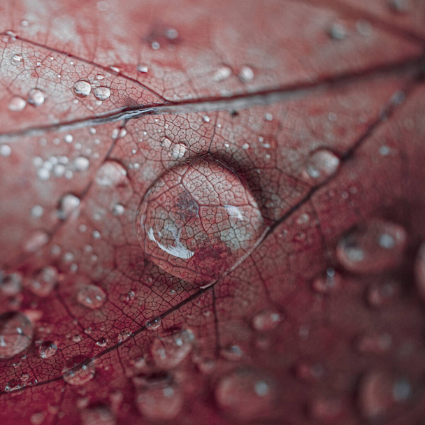                        σταγόνες βροχής στο κόκκινο φύλλο σφενδάμου σε βροχερές ημέρες την εποχή του φθινοπώρου, κόκκινο φόντο          - Φωτογραφία, εικόνα