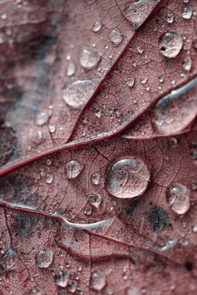                        gotas de lluvia en la hoja de arce rojo en días lluviosos en la temporada de otoño, fondo rojo          - Foto, Imagen