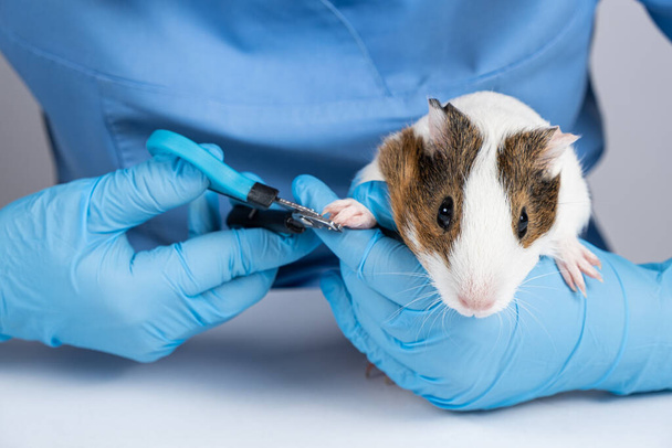 Nagelschnitt mit abgeschnittener Klaue bei einem kleinen Meerschweinchen beim Tierarzttermin - Foto, Bild