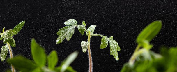 Growing tomatoes from seeds, step by step. Step 8 - watering grown sprouts - Photo, image