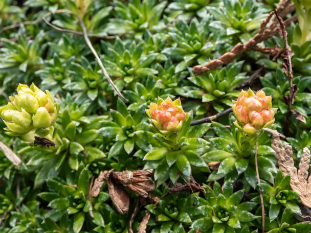 Close-up of yellow flower buds of the Saxifrage (Saxifraga sp.) growing in rock garden in bright sunlight - Photo, Image
