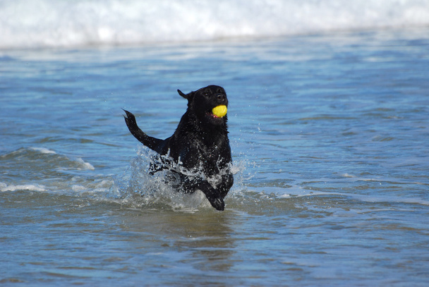 Cão brincando na água
 - Foto, Imagem