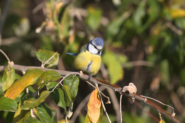 The Eurasian blue tit (Cyanistes caeruleus) shot close-up sitting on a branch of a silver berry - Фото, изображение