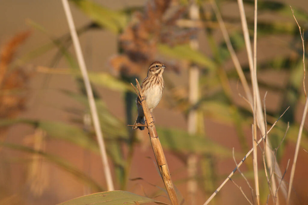 A female The common reed bunting (Emberiza schoeniclus) is photographed in its natural habitat against a blurred background. Close-up in the soft morning light - Photo, Image
