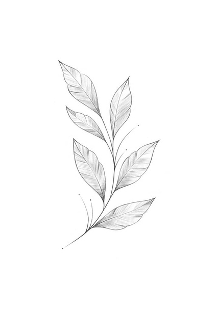 Illustrazione di foglie di matita su sfondo bianco, disegno di grafite - Foto, immagini