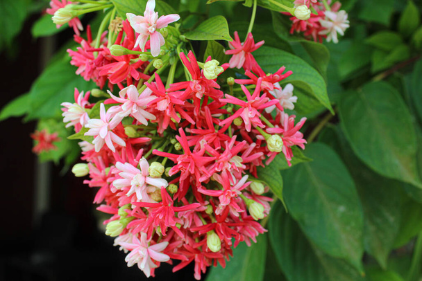 Flowers of Combretum indicum or the rangoon creeper - Photo, Image