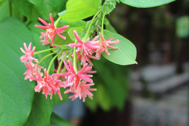 Flowers of Combretum indicum or the rangoon creeper - Photo, Image