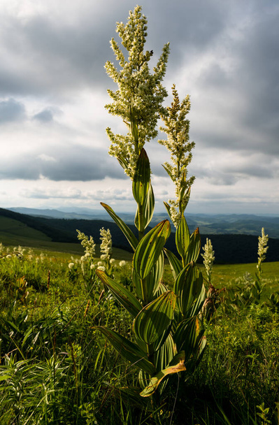 White helleborine (Veratrum album) in summer Carpathian mountains, Ukraine - Photo, Image