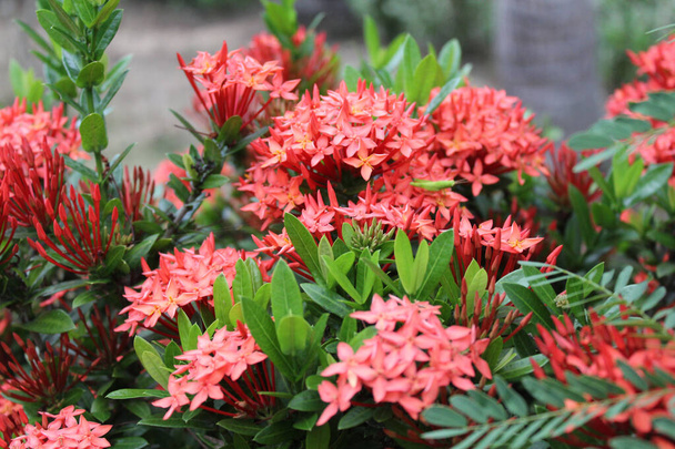 Κόκκινο λουλούδι Ixora φυτό ανθίζει στον κήπο - Φωτογραφία, εικόνα