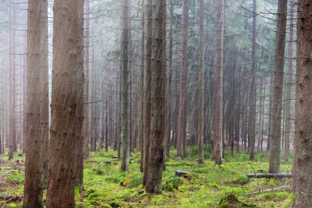 Vista del paesaggio forestale e alberi maturi. C'è nebbia e pioggia in campagna - Foto, immagini