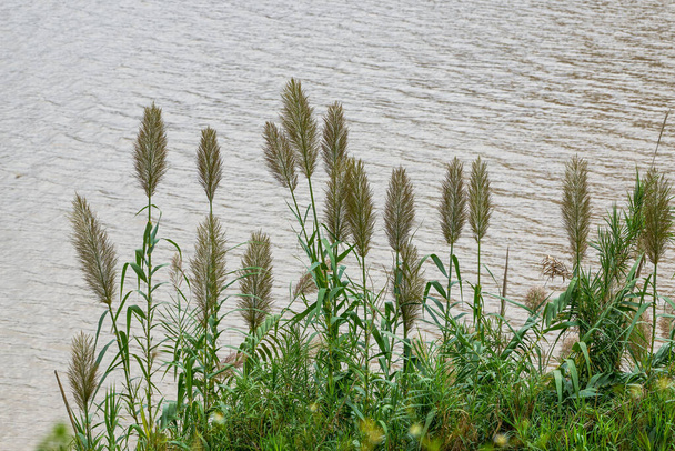Bujne słupy trzciny wzdłuż brzegu rzeki - Zdjęcie, obraz