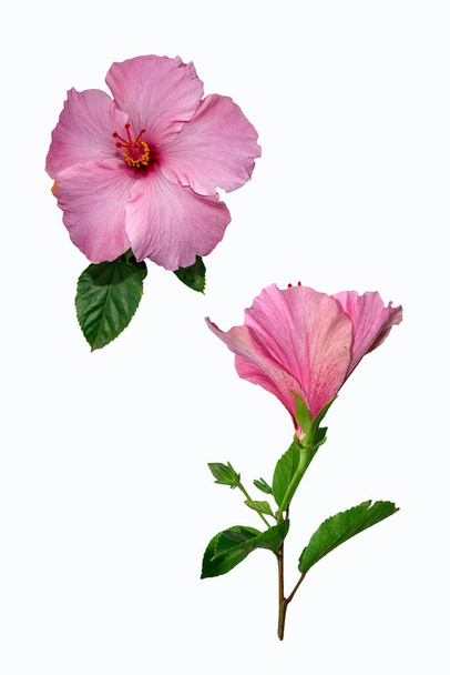 Hibiscus rosa-sinensis kwiat na białym tle - Zdjęcie, obraz