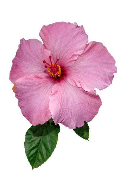 Hibiscus rosa-sinensis flower on a white background - Photo, Image