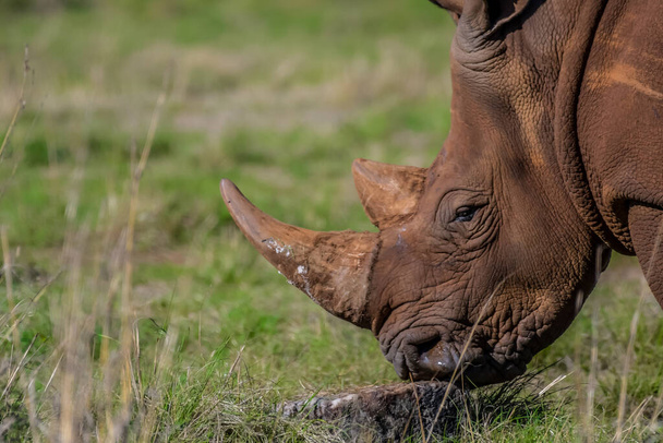 Retrato de chifre de rinoceronte na África do Sul - Foto, Imagem