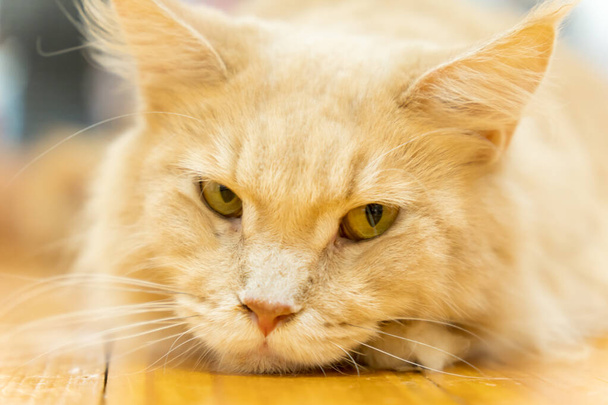 Foto da vicino di arancio Maine Coon cat su sfondo sfocato - Foto, immagini