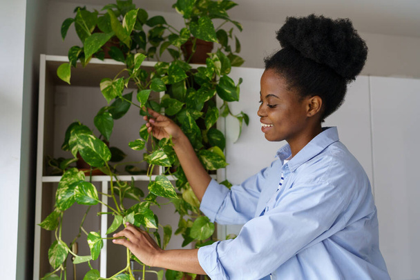 Optimistic African American woman tending climbing plants hanging from wall cabinet with smile. Lifestyle of black girl who is passionate about creating in home greenhouse and growing indoor flowers - Photo, Image
