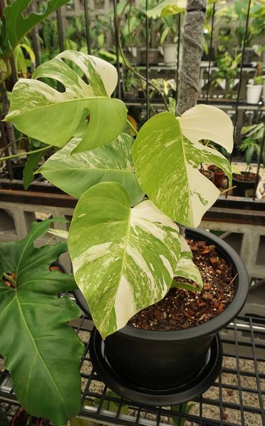 Monstera plant in pot, Close up shot - Фото, изображение