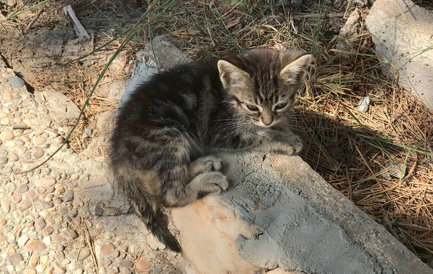 Kitten ligt in de zon. Het is een dakloze zwerfkat in Spanje. - Foto, afbeelding