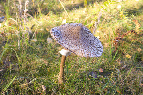  Close up view of Mushroom-umbrella motley (or Macrolepiota procera) - Photo, Image