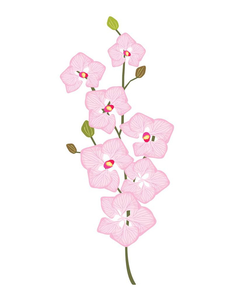 Blume und Pflanze, schöne rosa Phalaenopsis oder Doritaenopsis Orchideenblume auf weißem Hintergrund - Vektor, Bild