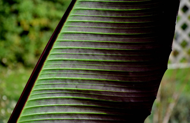  zahrada, banánové listové listy do výšky 5 m x 1 m, na vrcholu od zelené červené fialové a pod hlubokou červení. - Fotografie, Obrázek