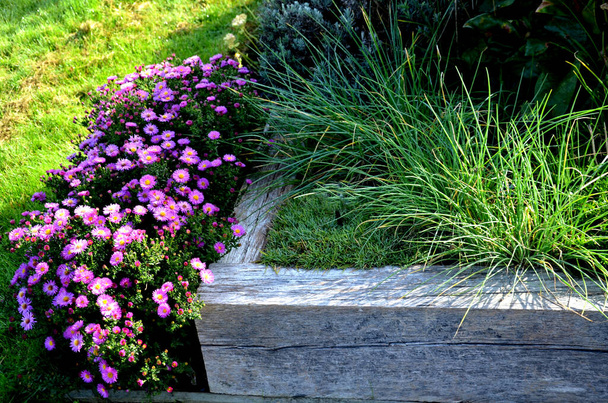 黒石の石畳のタイル、花崗岩の縁石秋の紫色の白と黄色のキャスターと市内公園でセージと観賞用の草の正方形の多年草や草と秋の花壇 - 写真・画像