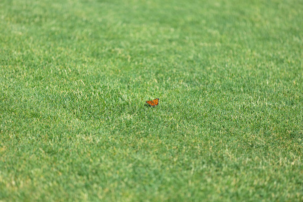 Κόκκινη πεταλούδα κάθεται στο γρασίδι την καλοκαιρινή μέρα. Επιλεκτική εστίαση στο θέμα. - Φωτογραφία, εικόνα